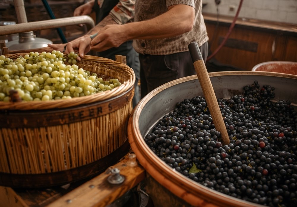 Trauben für Weißwein oder Rotwein in Behältnissen